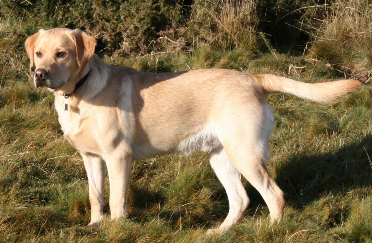 Golden Labrador Retriever