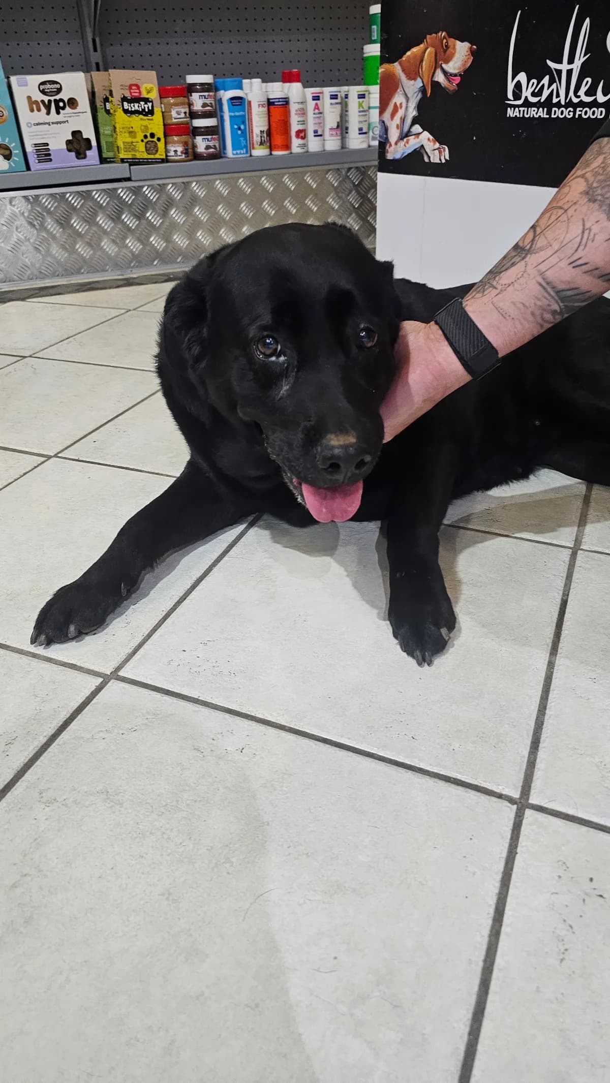 Black dog